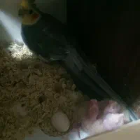 عروس هلندی( مولد)