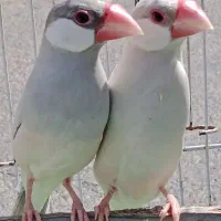 عروس هلندی.فنچ.نرگسی