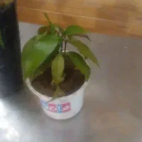 16 اصله نهال انبه|گل و گیاه طبیعی|جیرفت, |دیوار