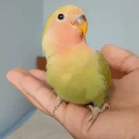 طوطی بریزیلی