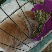 خرگوش لپ|موش و خرگوش|تهران, والفجر (افسریه)|دیوار