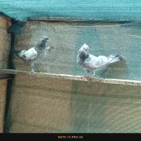 کبوتر|پرنده|شیراز, ماه فیروزان|دیوار