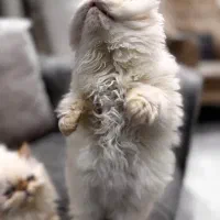 بچه گربه هیمالیا رد نویز|گربه|کیش, |دیوار