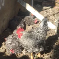 تخم نطفه دار امروک|حیوانات مزرعه|نوشهر, |دیوار