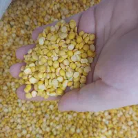 لپه ریز آذرشهر