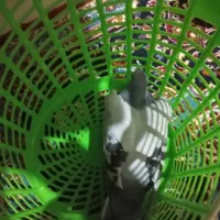 کبوتر فروشی