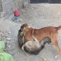 واگذاری سگ گله و نگهبان.مرغ خروس بوقلمون|سگ|تنکمان, |دیوار