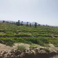 کارگر زمین کشاورزی