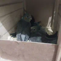 عروس هلندی نرو ماده با پنچ تا جوجه