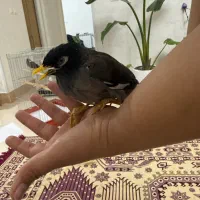 مرغ مینا رام دستی و ده کلام و جوجه