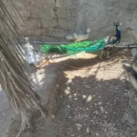 ۳عدد طاووس بالغ