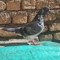 کبوتر بند|پرنده|سنگدوین, |دیوار