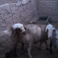 یک جفت میش و بره ماده|حیوانات مزرعه|قائن, |دیوار