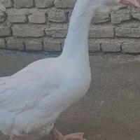 فروش قو غاز لیندا و اردک نر|حیوانات مزرعه|سورک, |دیوار