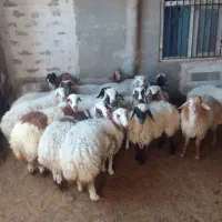 سلام بره سفید چاق