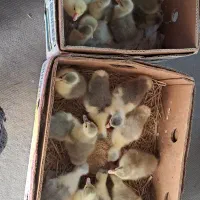 جوجه‌غاز‌ده‌روزه‌،‌وسه‌روزه