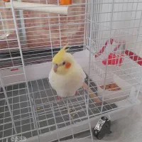 عروس هلندی نر