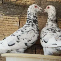 جفت نروماده موقعیت بیرجند