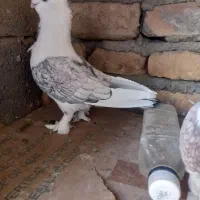 پشت طاوسی و طوقی|پرنده|تفت, |دیوار