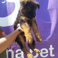 سگ ژرمن شپرد نگهبان شاخه شولاین|سگ|تهران, خلیج فارس|دیوار