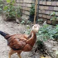جوجه لاری