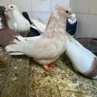 کفتر