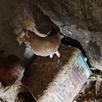 کفتر دم‌سفید|پرنده|عطاملک, |دیوار