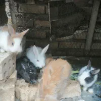 خرگوش|موش و خرگوش|گنبد کاووس, |دیوار