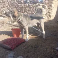 سگ عراقی۲۱ ماه