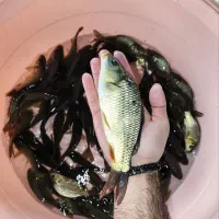 تولید و فروش  بچه ماهی کپور