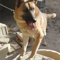 سگ گرگی نگهبان|سگ|نیشابور, دارایی|دیوار