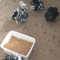 مرغ گلین|حیوانات مزرعه|فریدونکنار, |دیوار