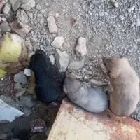 چند عدد توله