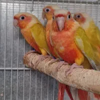 سالن‌‌تخصصی‌تکثیر گرینچیک‌(جوجه‌سرلاکی تاجفت‌مولد)|پرنده|مشهد, رضاشهر|دیوار