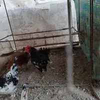 خروس گلین|پرنده|بجنورد, |دیوار
