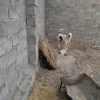 فروش سگ|سگ|کشکوئیه, |دیوار