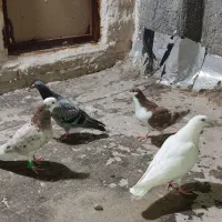 سار سرور