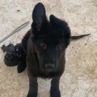 توله ژرمن بلک