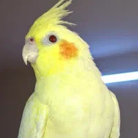 عروس هلندی جفت همراه جوجه