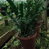 گل آپارتمانی،زاموفلیا، آگلونما و.عمده تحویل رایگان|گل و گیاه طبیعی|تهران, شهرک محلاتی|دیوار