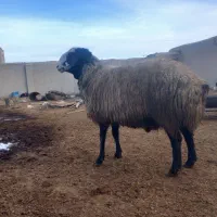 فروش قوچ گله