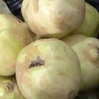 میوه بید درجه یک
