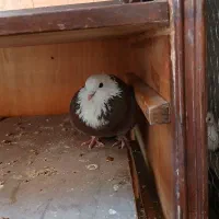 کبوتر|پرنده|ساری, |دیوار