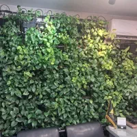 گرین وال طبیعی / پتوس طبیعی / ۶ متر مربع|گل و گیاه طبیعی|تهران, قلهک|دیوار