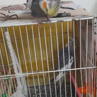 عروس|پرنده|مشهد, سپاد|دیوار