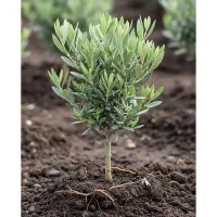 فروش فوری نهال زیتون ، کیفیت بالا