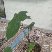 گل وگلدان|گل و گیاه طبیعی|حمیدیا, |دیوار