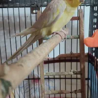 فروش عروس هلندی نر لتینو با قفس