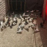 کبوتر ماده|پرنده|شیراز, هفت تنان|دیوار