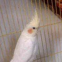 عروس هلندی|پرنده|محمدشهر, کوی بهار|دیوار